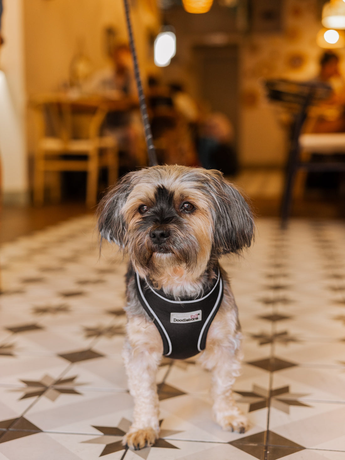 A dog at Frame, a dog-friendly cafe in Finsbury Park